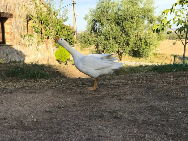 Goose Farm Salamanca Spain — Stock Photo, Image