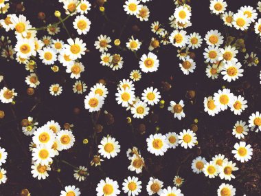 Bahar kır çiçekleri, tarlada chamomiles, yakın