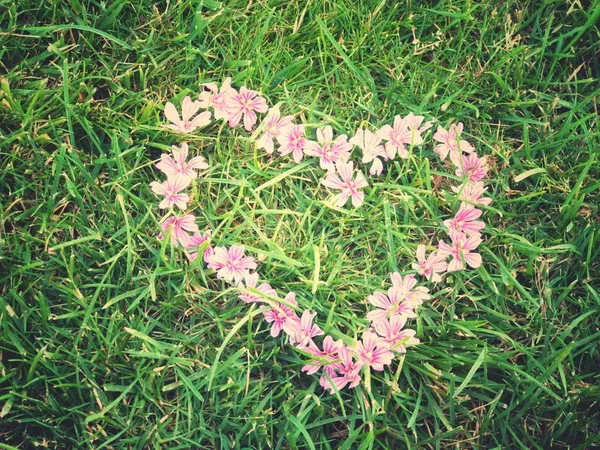 Piękne Jasne Kwiaty Postaci Serca Tle Trawy — Zdjęcie stockowe