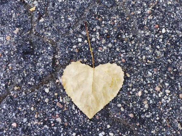 Gele Herfst Blad Close — Stockfoto