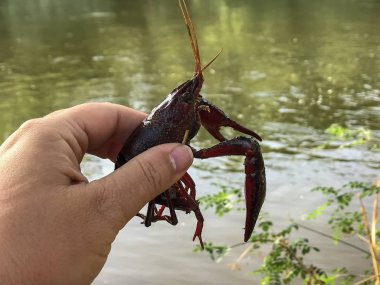 gölet tarafından kerevit tutan adam, yakın