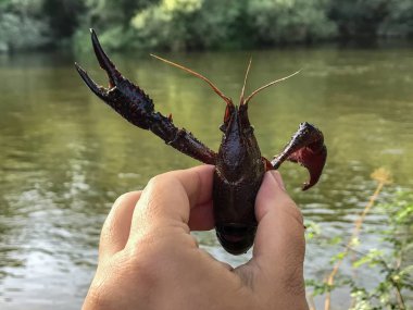 gölet tarafından kerevit tutan adam, yakın