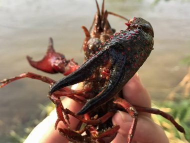 gölet tarafından kerevit tutan adam, yakın