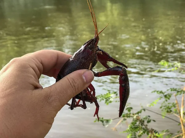 gölet tarafından kerevit tutan adam, yakın