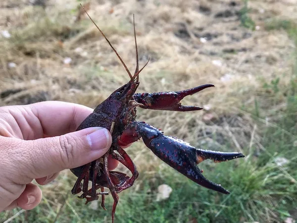 Mann Hält Krebse Teich Aus Nächster Nähe — Stockfoto