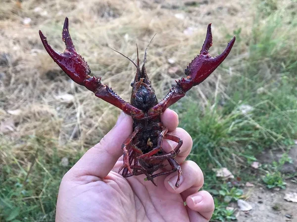 Man Holding Crayfish Pond Close — Stock Photo, Image