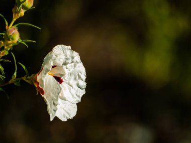 güzel beyaz yaz çiçek yakın