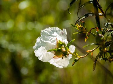 güzel beyaz yaz çiçek yakın