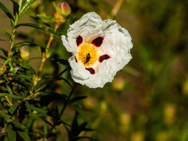güzel beyaz yaz çiçek yakın