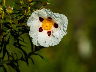 güzel beyaz yaz çiçek yakın