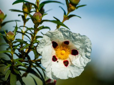 güzel beyaz yaz çiçek yakın