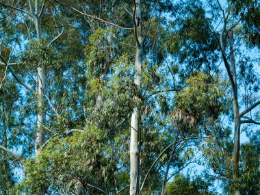 Ormandaki çam ağaçlarının gövdeleri. Doğa