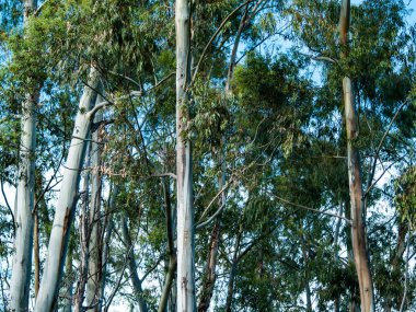 Ormandaki çam ağaçlarının gövdeleri. Doğa