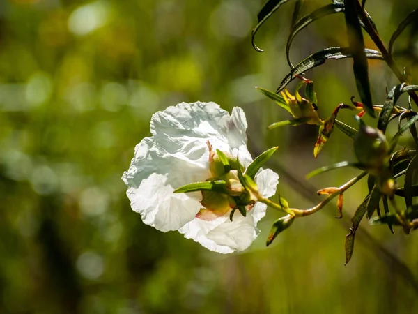 güzel beyaz yaz çiçek yakın