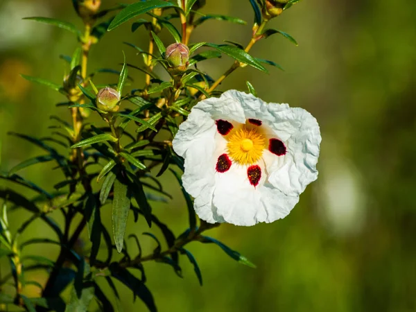 güzel beyaz yaz çiçek yakın