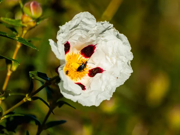 güzel beyaz yaz çiçek yakın