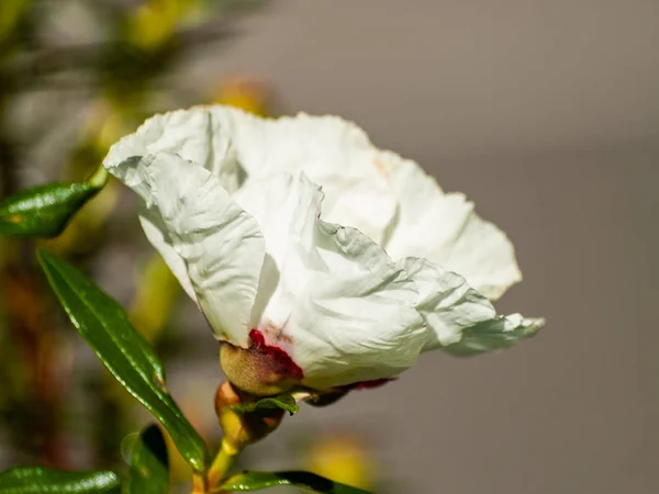 Bela Flor Verão Branco Perto — Fotografia de Stock