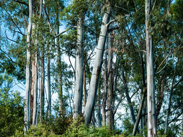 Ormandaki çam ağaçlarının gövdeleri. Doğa