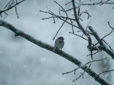 bir ağaç dalı üzerinde tüneen serçe kuş