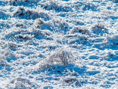 kış gününde karla kaplı bitkiler 