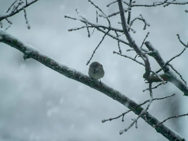 Pájaro Gorrión Posado Una Rama Árbol — Foto de Stock