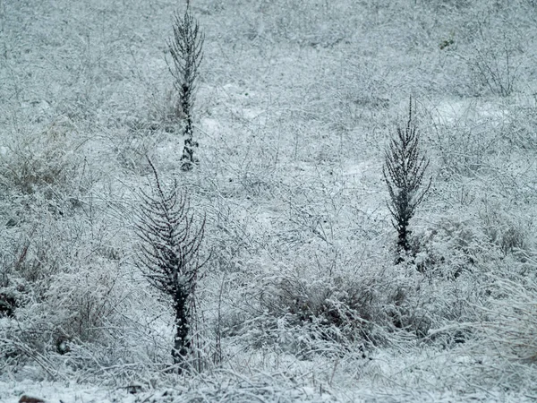 Растения Покрытые Снегом Зимний День — стоковое фото