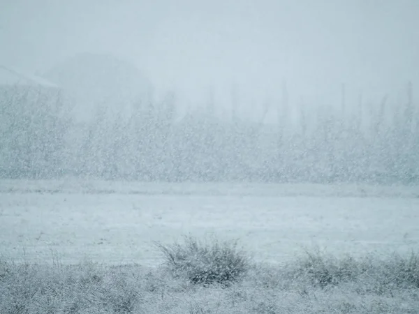 Kış Gününde Karla Kaplı Bitkiler — Stok fotoğraf