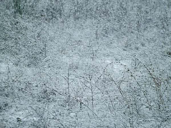 Plantas Cubiertas Nieve Día Invierno — Foto de Stock