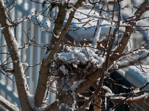 Zweige Der Pflanze Wintertag Mit Schnee Bedeckt — Stockfoto