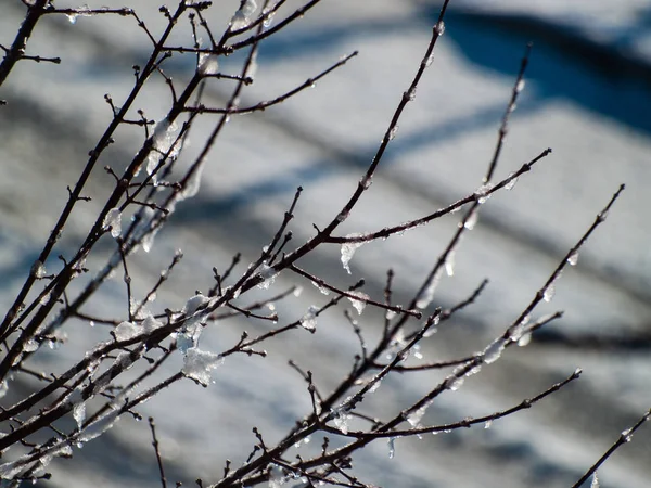 Takken Van Plant Bedekt Met Sneeuw Winterdag — Stockfoto