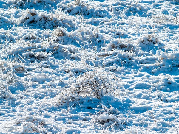 kış gününde karla kaplı bitkiler 