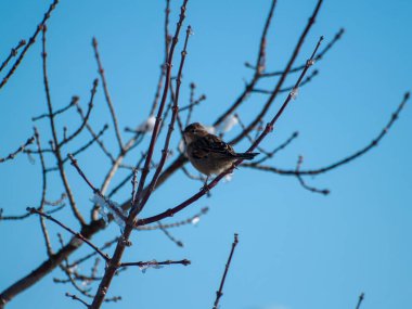 bir ağaç dalı üzerinde tüneen serçe kuş