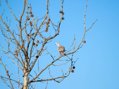   bir ağaç dalı üzerinde tüneme kuş
