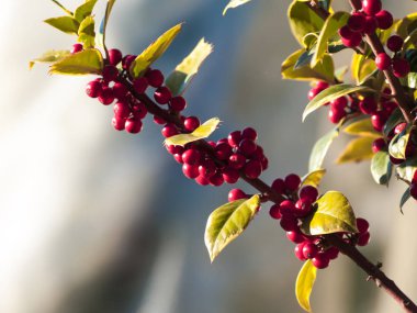 brunches olgun kırmızı meyveleri, yakın   