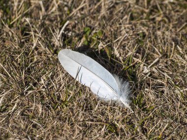 Zemin arka planda beyaz tüy