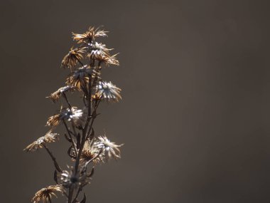 Gri arkaplanda kuru bitki