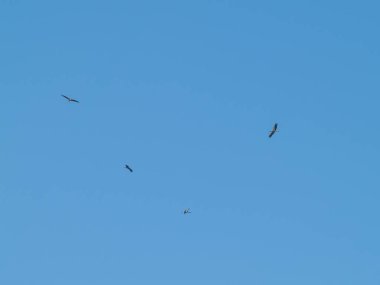 Mavi gökyüzünde uçan kuşlar, İspanya