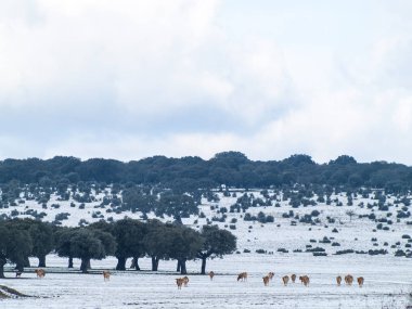 İspanya'da çiftlikte otlayan bir sürüsi. Tarım