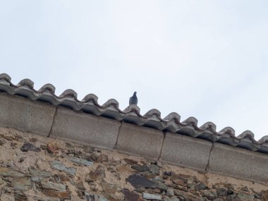   çatıda tüneen kuş, yakın çekim, vahşi yaşam 