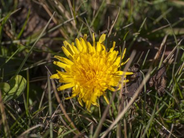 Güzel karahindiba çiçeği, yaklaş