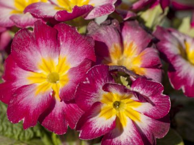 Bahçede açan çiçekler 