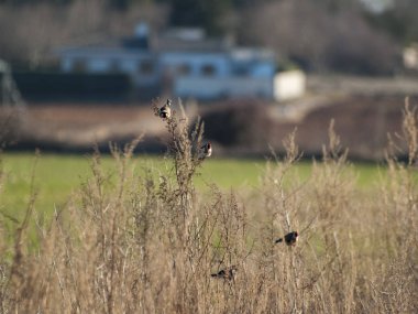 Tarlada çimenlerin üzerinde kuşlar 