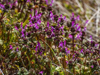 Alanda bahar yaban çiçekleri 