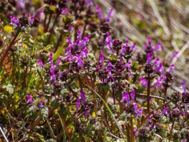 Alanda bahar yaban çiçekleri 