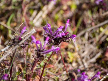 Alanda bahar yaban çiçekleri 