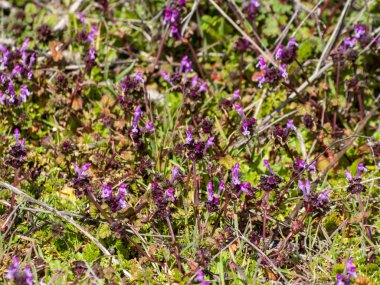 Alanda bahar yaban çiçekleri 
