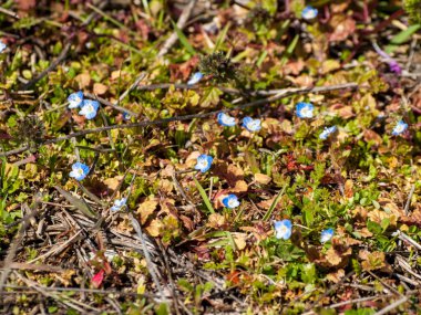 Alanda bahar yaban çiçekleri 