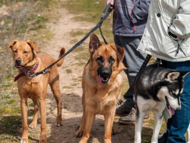 Sahipleri ile yürüyüş sevimli köpekler 