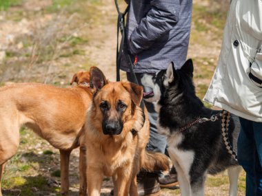 Sahipleri ile yürüyüş sevimli köpekler 