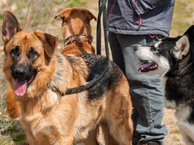 Sevimli köpekler parkta eğleniyor